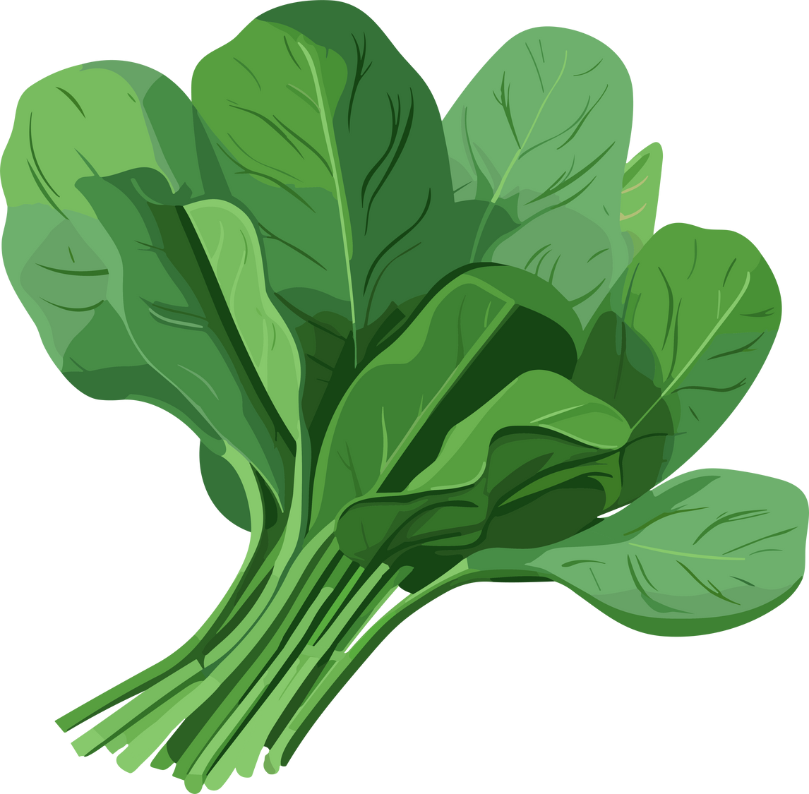 Spinach Vector